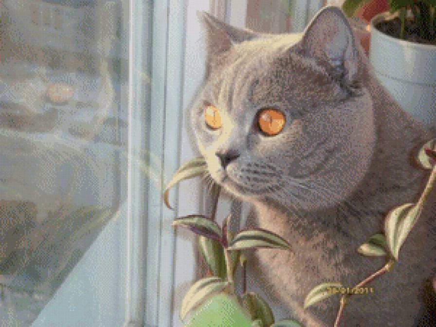 у окна - животные, коты - предпросмотр