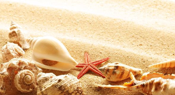 ракушка - жемчужина, морская звезда, звезда, море, ракушка, песок - оригинал