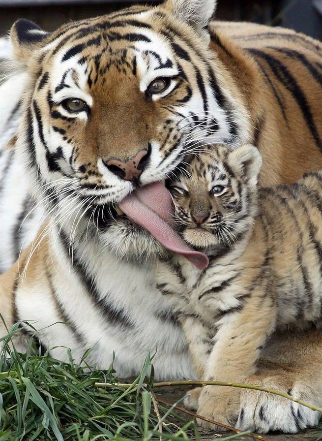Материнская любовь - животные, тигры, тигренок - оригинал