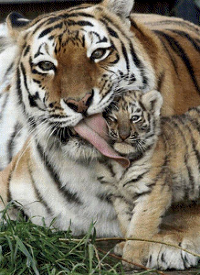 Материнская любовь - тигренок, животные, тигры - предпросмотр
