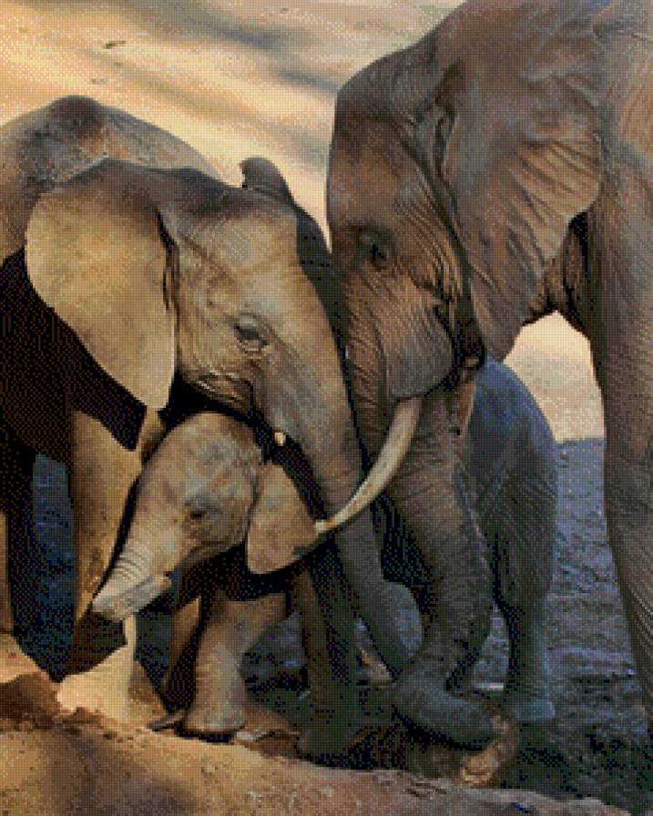 Семья - слоник, животные, слоны - предпросмотр