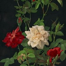 Оригинал схемы вышивки «розы на черном» (№696971)