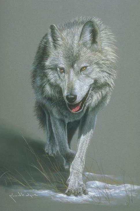 Волк - волк, дикие животные, хищники - оригинал