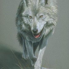 Оригинал схемы вышивки «Волк» (№697259)