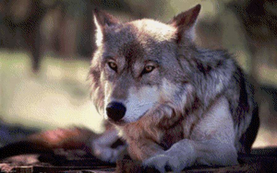 Волк - хищники, дикие животные, волк - предпросмотр