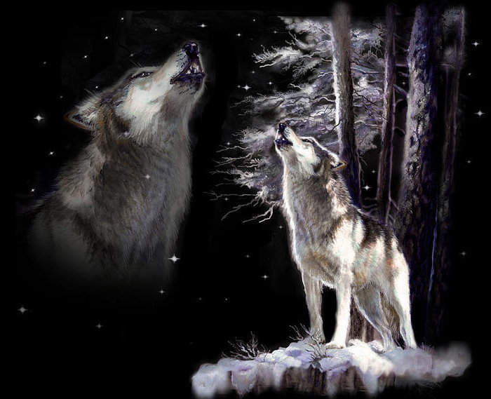 Волк - хищники, волк, дикие животные - оригинал