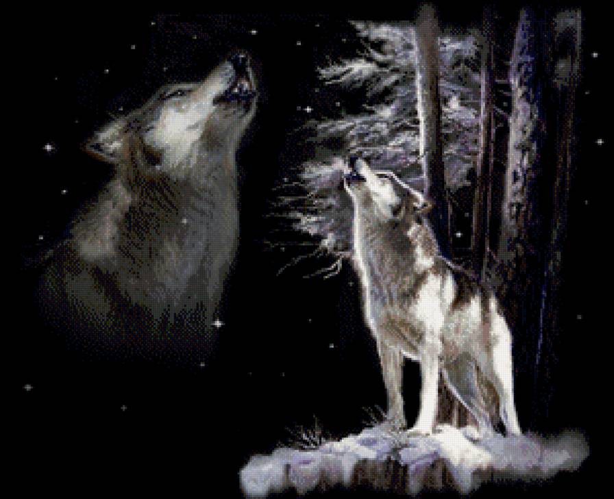 Волк - дикие животные, волк, хищники - предпросмотр