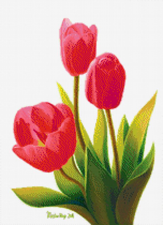 тюльпаны - цветы, растения, тюльпан - предпросмотр
