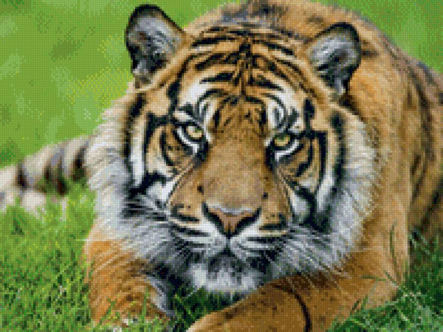 Тигр - животние - предпросмотр