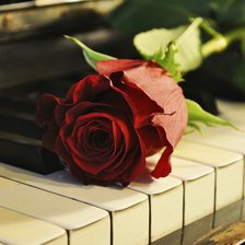 роза и старый рояль