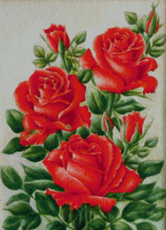 Красные розы - розы, красные, букет - предпросмотр