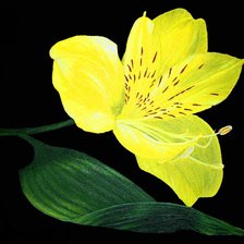 пано желтый цветок