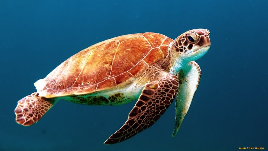 Черепаха - море, черепаха - оригинал