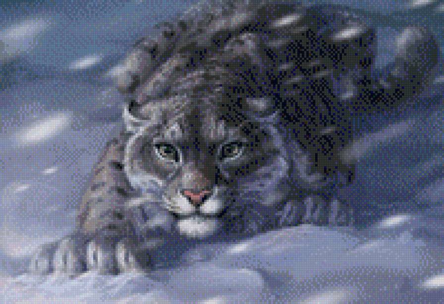 снежный кот - дикие кошки - предпросмотр