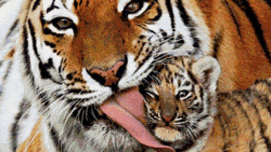 забота - тигры, звери, мама, ребенок - предпросмотр