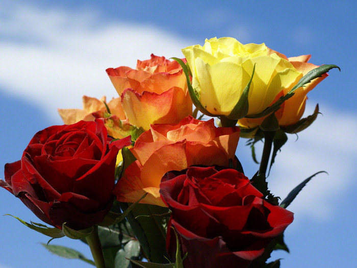Букет роз - розы, букет, цветы - оригинал