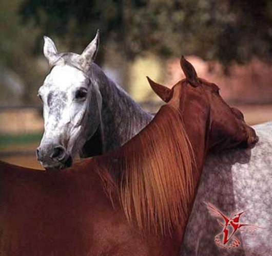 лошади - животные, лошадь - оригинал