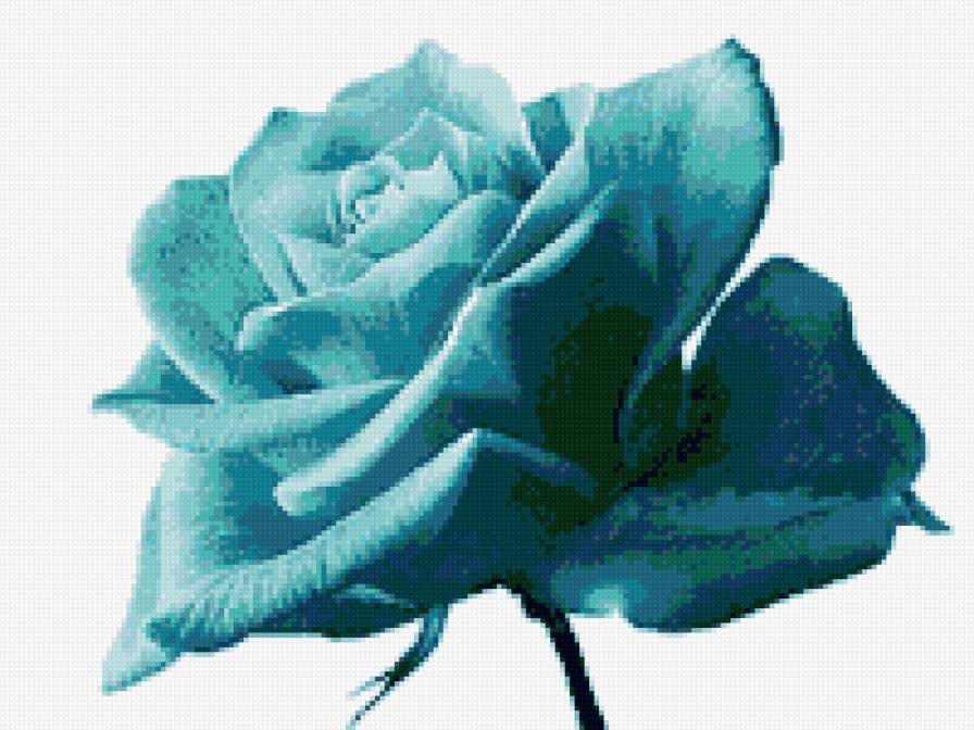 Голубая роза - розы - предпросмотр