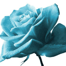 Оригинал схемы вышивки «Голубая роза» (№701333)