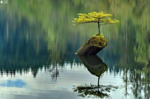 одиночество - лес, дерево, отражение, вода, озеро - оригинал