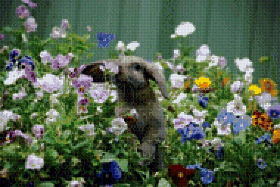 Кролик в цветах - кролик, анютины глазки, сад, заяц, виола - предпросмотр