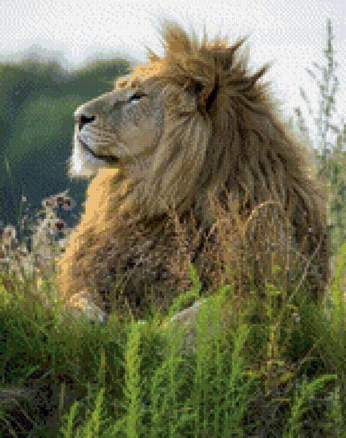 царь зверей - лев, звери, кошки - предпросмотр