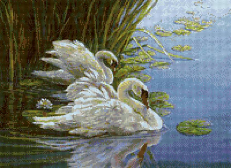 лебеди - лебединая верность, пара, озеро - предпросмотр