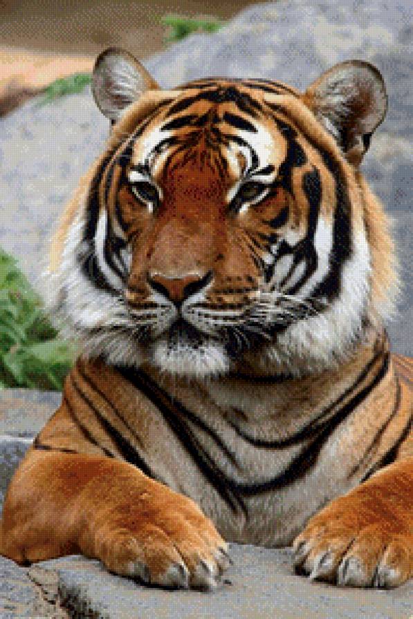 тигр - дикие животные, кошка, тигр - предпросмотр