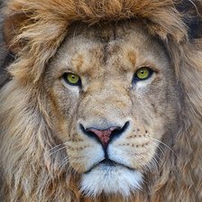 Схема вышивки «портрет льва»