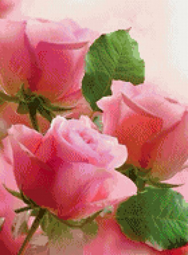 розы - букет, розы, цветы, розовое, нежность - предпросмотр