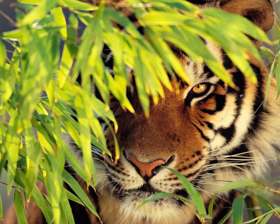 Взгляд 1 - тигры, животные - оригинал