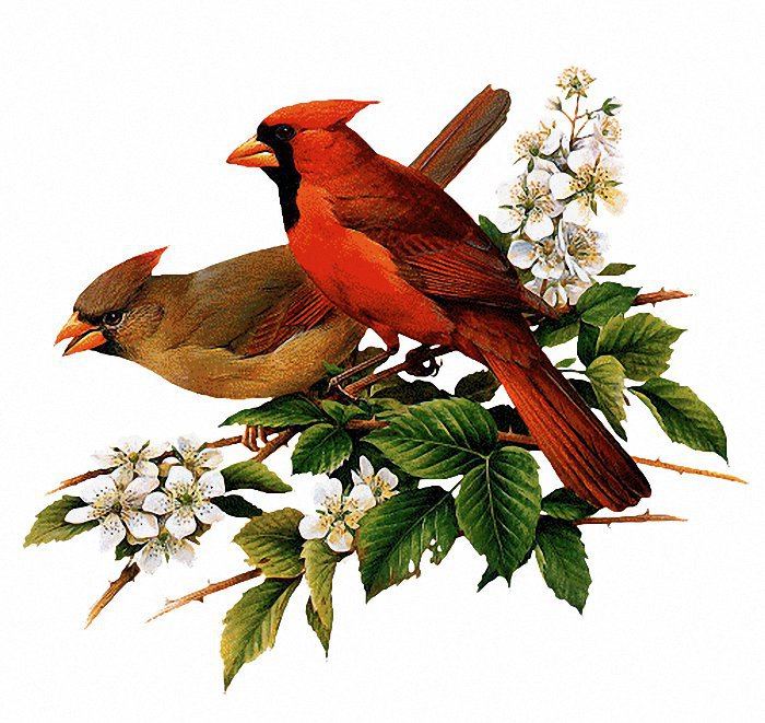 Два кардинала - цветы, птицы - оригинал