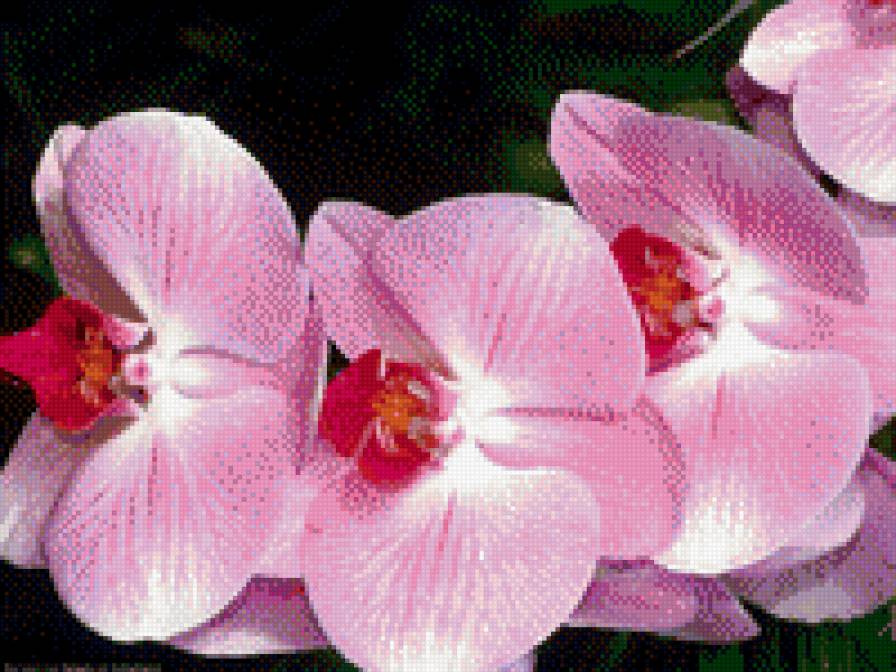 цветы - орхидеи, цветы - предпросмотр