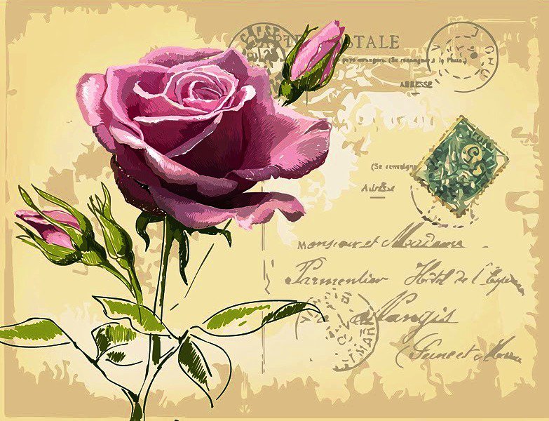 пано почтовая открытка - пано, картинка, роза - оригинал