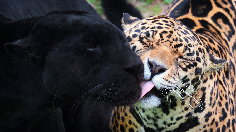 леопарды - дикие кошки, пантера, леопард - оригинал