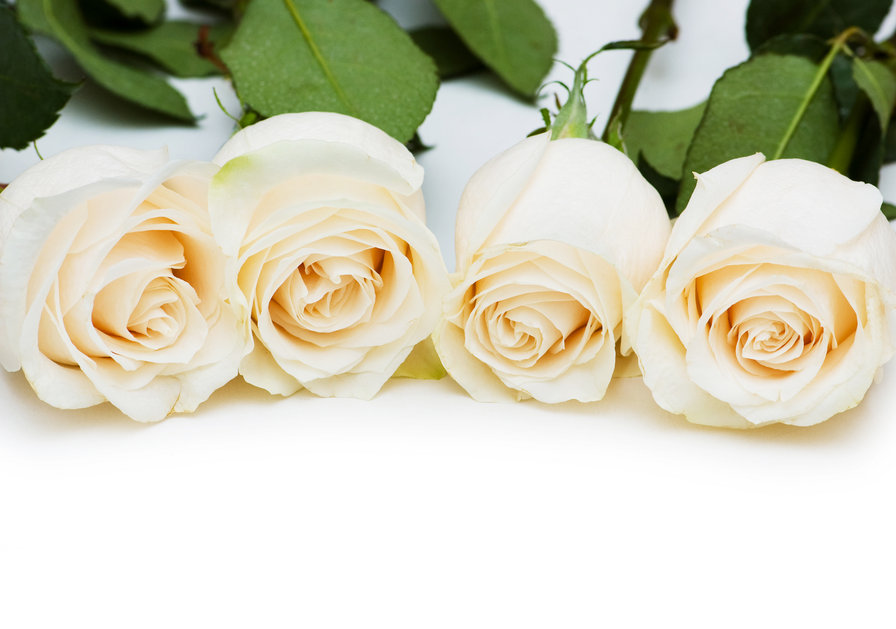 Белые розы - розы, белые цветы, красота, цветы - оригинал