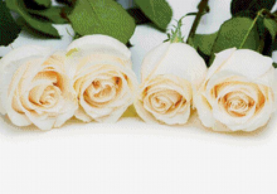 Белые розы - белые цветы, красота, розы, цветы - предпросмотр