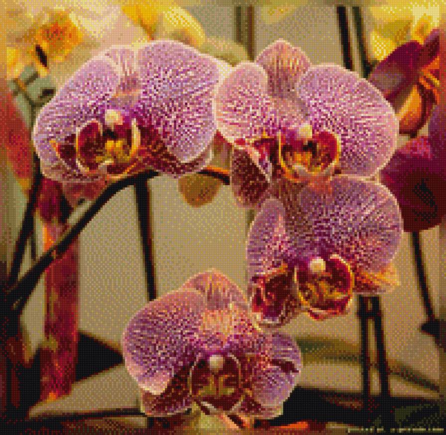 Орхидеи - предпросмотр