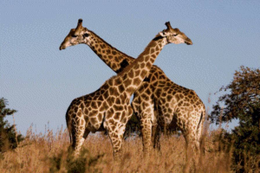 Жирафы - предпросмотр
