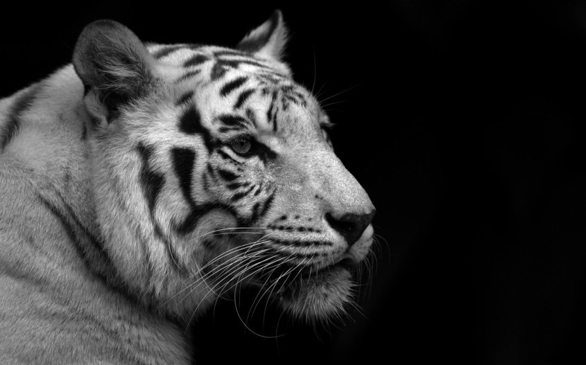 Серия "черно-белые коты" - белый тигр, черно-белое - оригинал