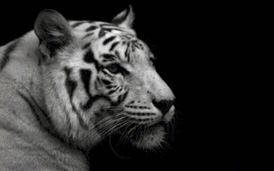 Серия "черно-белые коты" - белый тигр, черно-белое - предпросмотр
