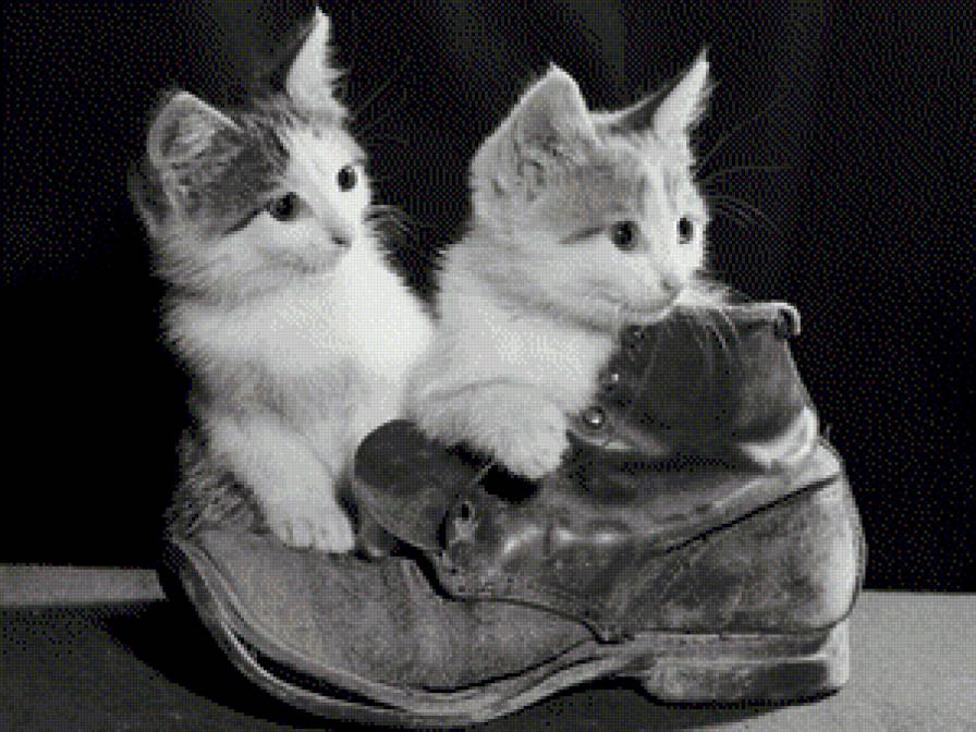 Серия "черно-белые коты" - котята, черно-белое, ботинок - предпросмотр