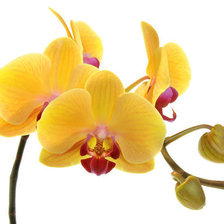 Оригинал схемы вышивки «орхидея» (№706248)
