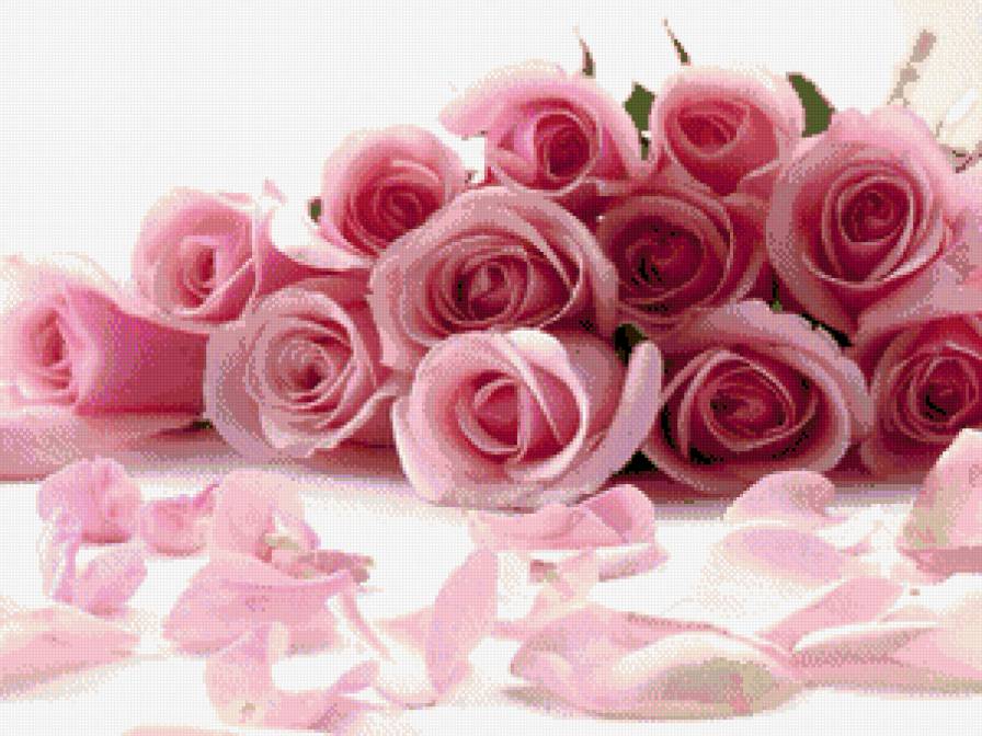 Розы розовые - цветы, розы, букет - предпросмотр