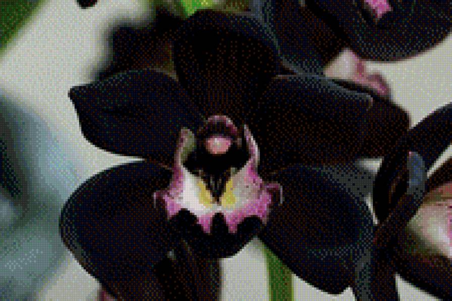 Черная орхидея - предпросмотр