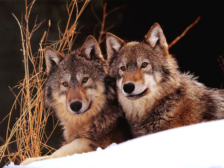 Волки на снегу - волки, животные, хищники - оригинал
