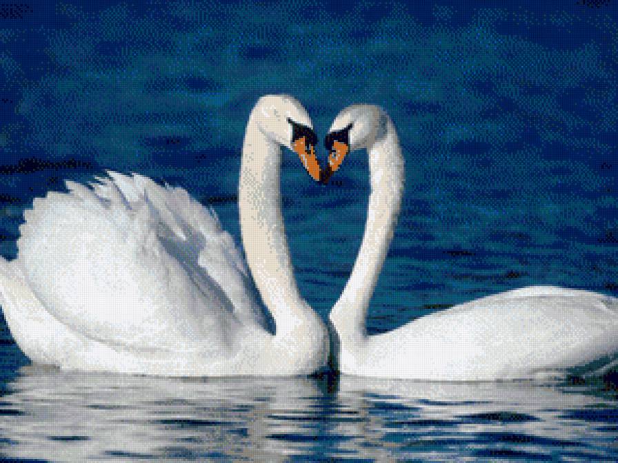 Лебеди - лебеди, пара, любовь, птицы - предпросмотр