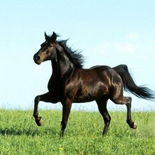 Красавица-лошадка