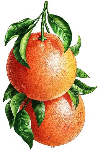 Апельсины - апельсин, цитрус, на кухню - оригинал