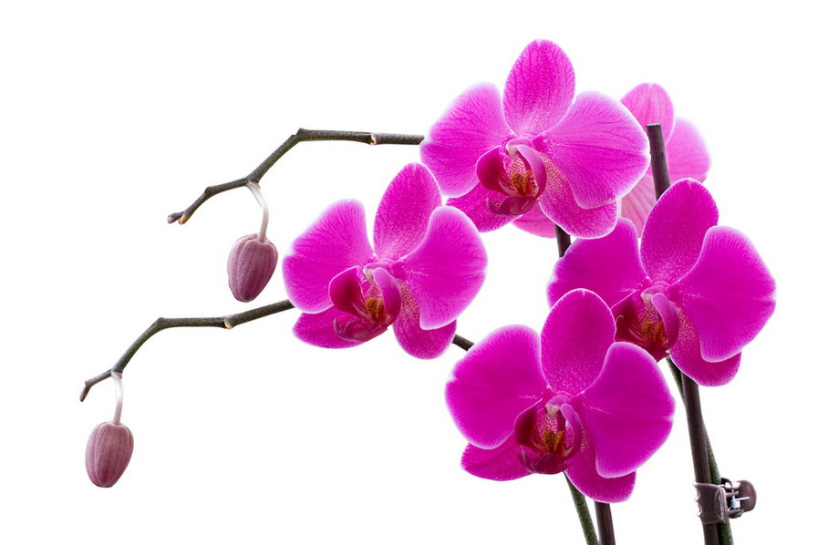 Орхидея - орхидея, растения, цветы - оригинал